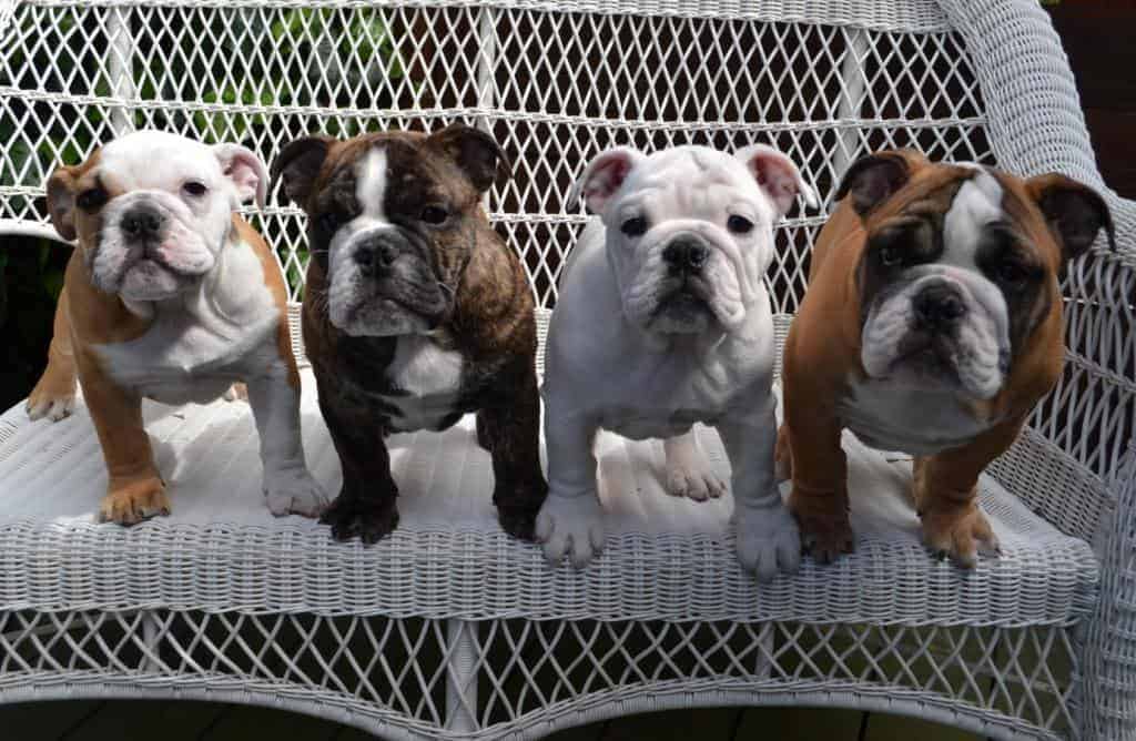 how to take care of english bulldog puppies