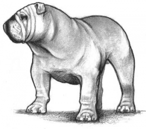 AKC Bulldog Standard