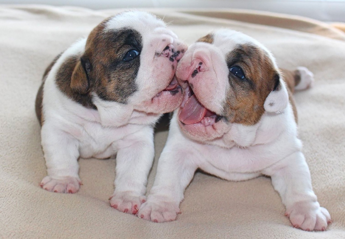 Is A Bulldog Puppy Right For You Find Out Before You Buy - i2f82xm