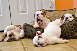 Bulldog Breeders