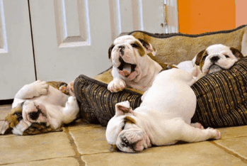 whelping english bulldog puppies