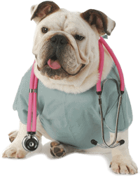 Find a Bulldog Veterinarian