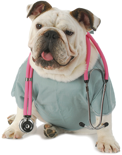 bulldog specialist vet