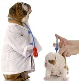 bulldog specialist vet