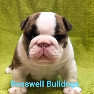 Katie Vaught Burroughs