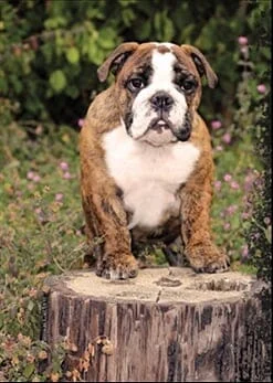 Find a Bulldog