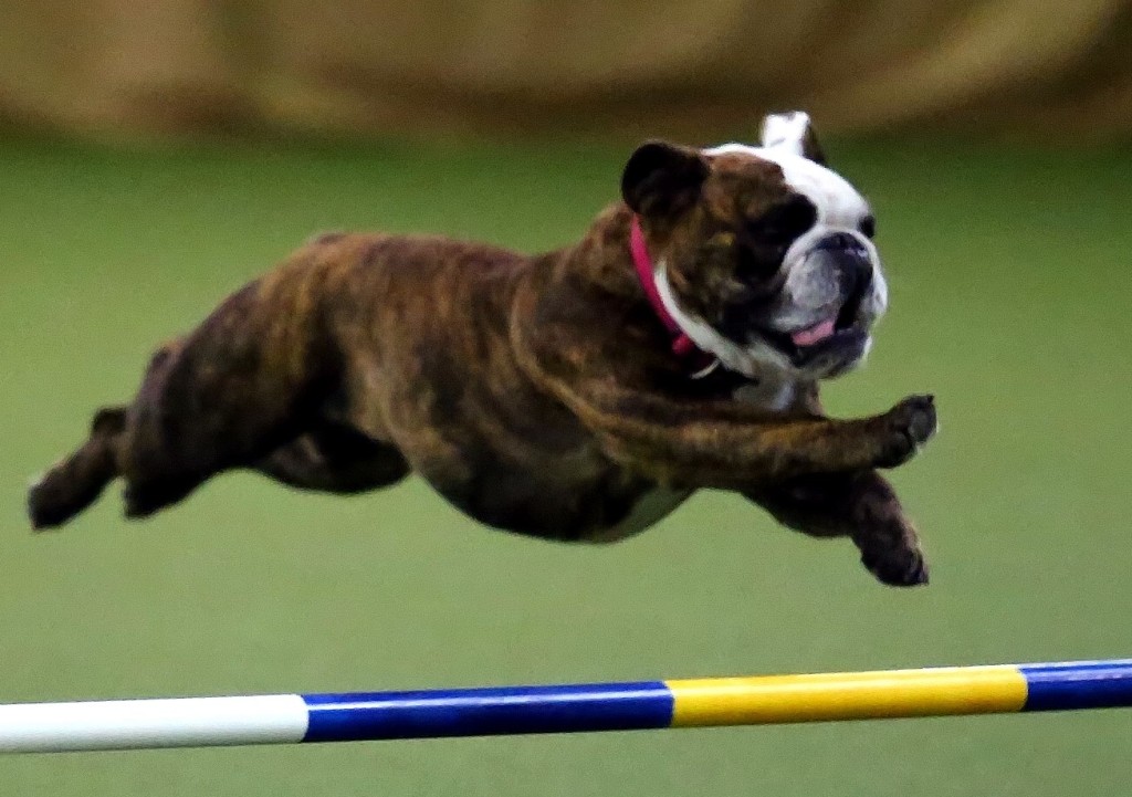 Lucy Hayes’ Stella Jumping with Joy! Stella Jumping