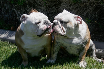 The Bulldog Club Of America The Official AKC Bulldog Club