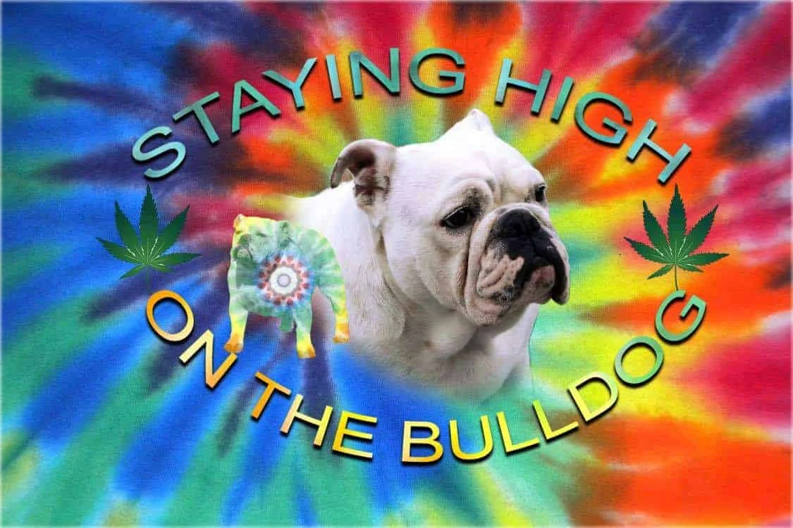 105948298_1596599100501042_1804369389045113981_n