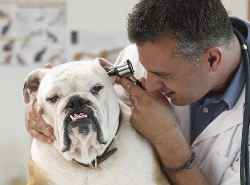 Looking in dogs ear for yeast infection