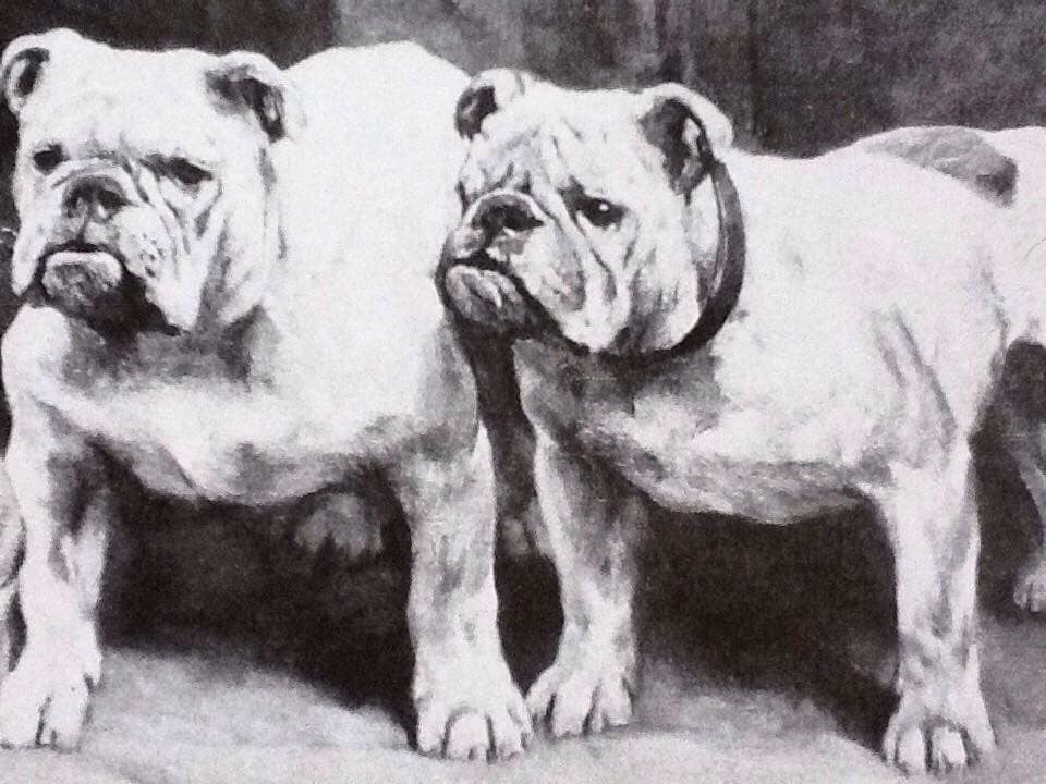 2bulldogs