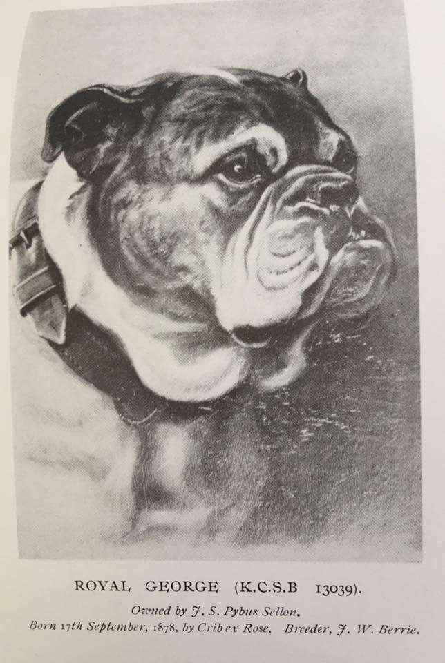 Bulldog History in Images