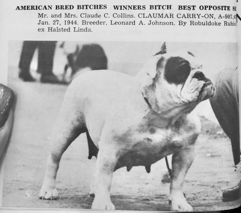 Bulldog History In Images - The Bulldog Club Of America