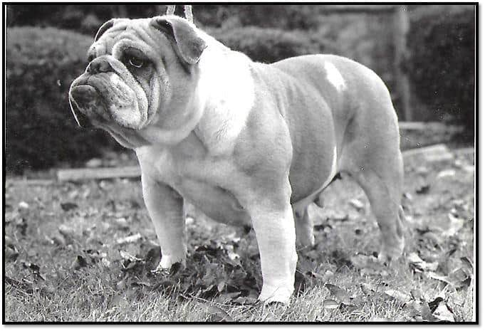 1979 Marigold became the breeds first female AKC Champion to complete an Obedience Utility Dog UD title