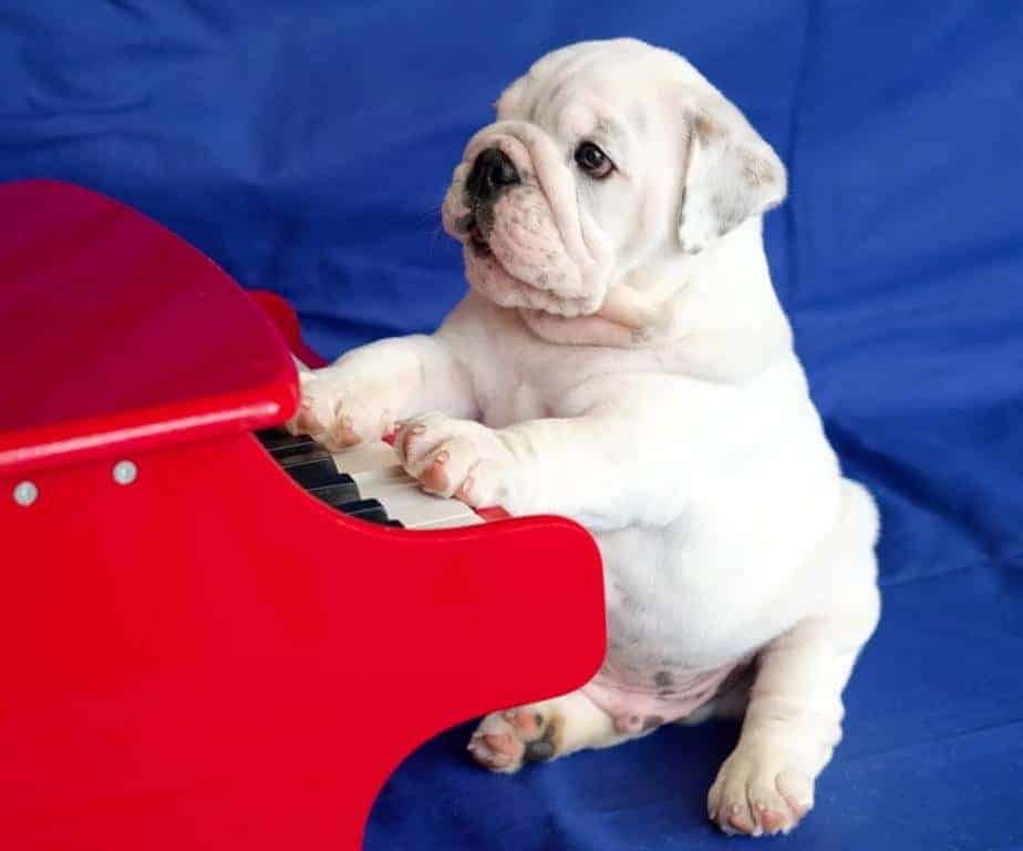 6 weeks old playing the piano. Solo was a Finalist in an international talent contest at just 4.5 months old and has since earned AKCs highest trick dog title Trick Dog Elite Performer