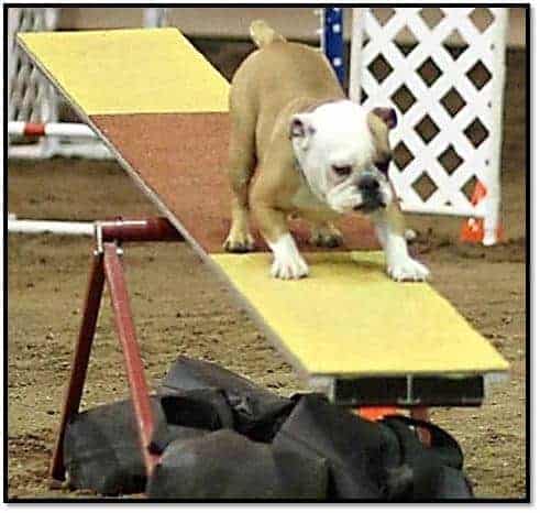 Appy is the firstonly Bulldog to title at the Champion level in the regular classes of Agility Master Agility Champion MACH in 2017