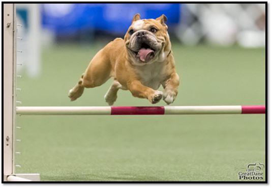 Boomer is the first Bulldog to title at the Champion level in Agility