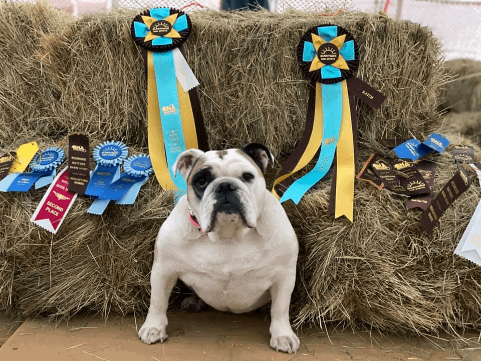 Dottie is the first Bulldog to attain the Champion title in Barn Hunt