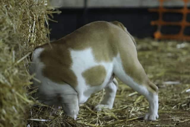 Ducky became the first female Bulldog to earn a Barn Hunt title