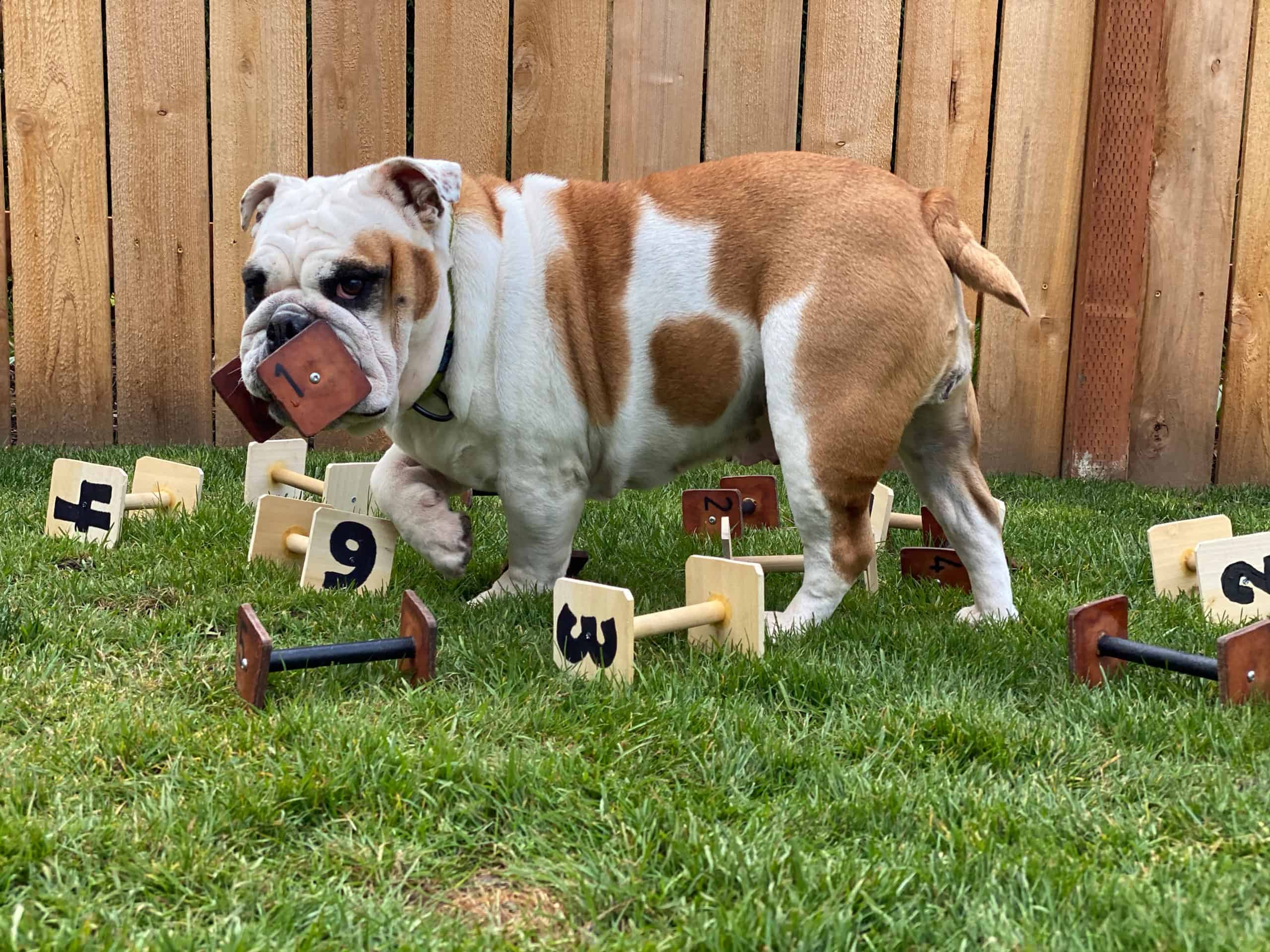 Ducky earned her UD and a place in the BCA HOF on December 8 2019. Ducky has also earned the BCA Diamond Versatile Bulldog award scaled
