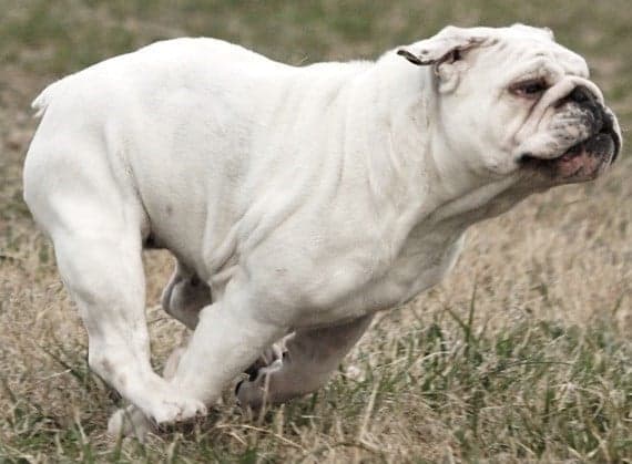 Moxie is the first Bulldog to title in Coursing Ability in 2011
