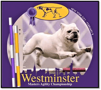 Rudy a viral sensation for his performance at the Westminster Masters Agility Championship is the fastest AKC Agility Bulldog in history