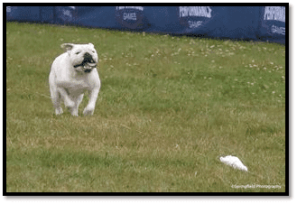 Ty is the fastest Coursing Bulldog in history with a top 3 run average of 23.95 mph