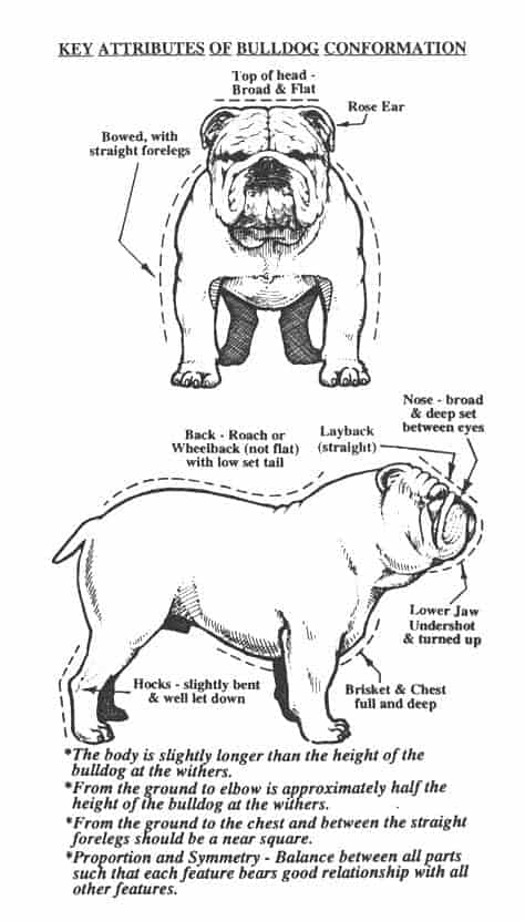 bulldogconformation