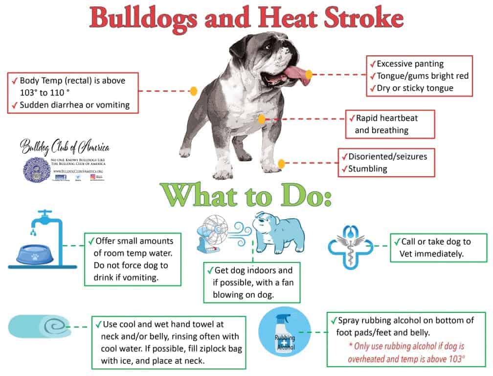 bulldogs heat stroke 2021