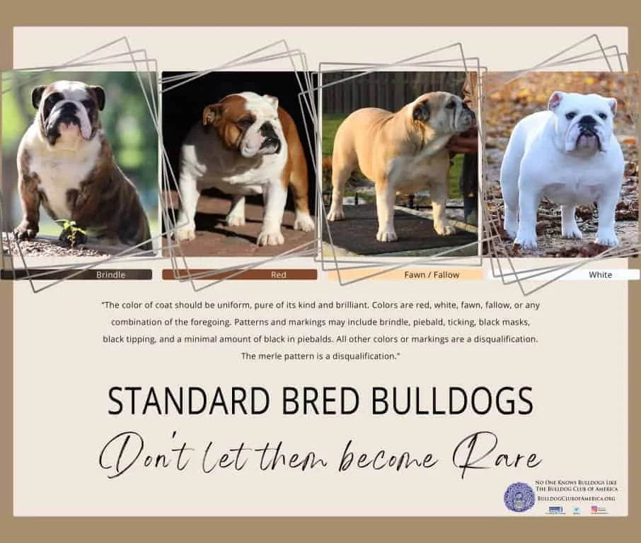 Standard Bred Bulldogs
