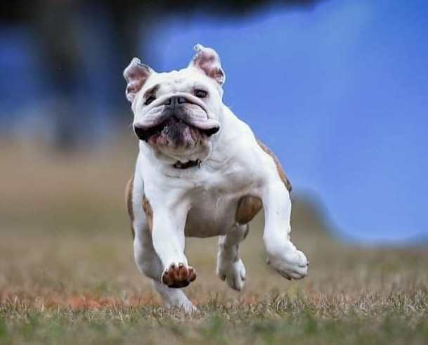 oakley