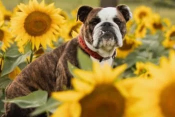 stellajoin Performance Bulldogs