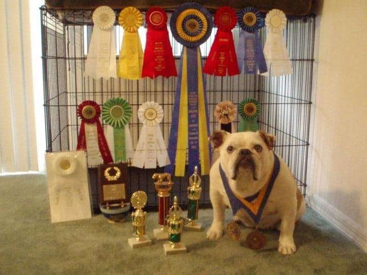 dixie