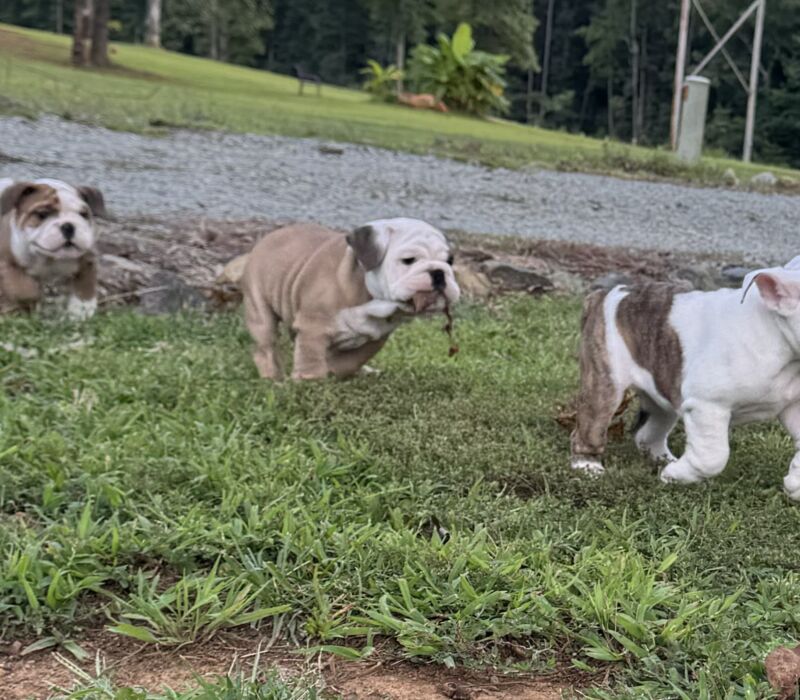 Dogma & Amusabull Bulldogs