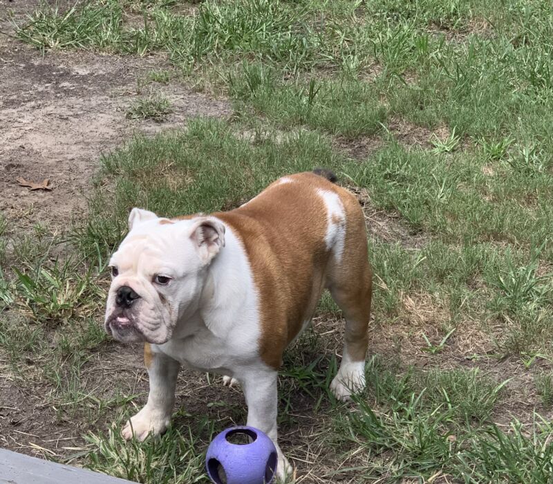 Low Rider Bulldogs