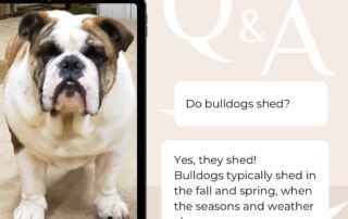 bulldogsheds