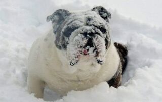 bulldogsnow