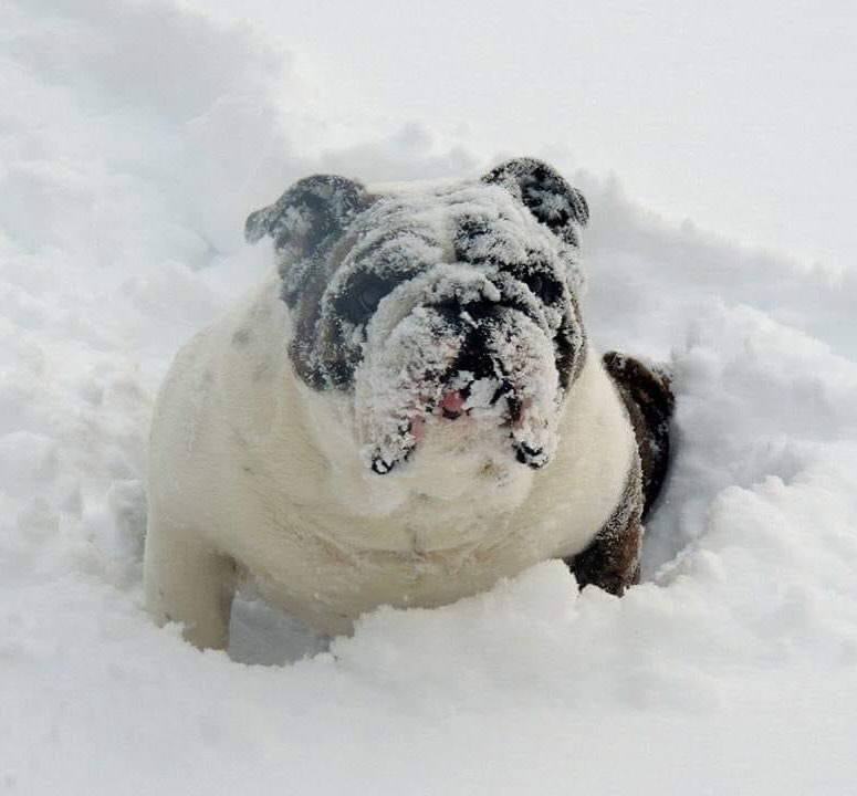 bulldogsnow