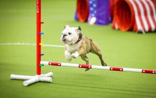 agility1