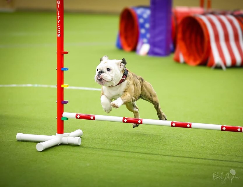 agility1