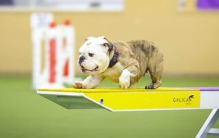 agility2