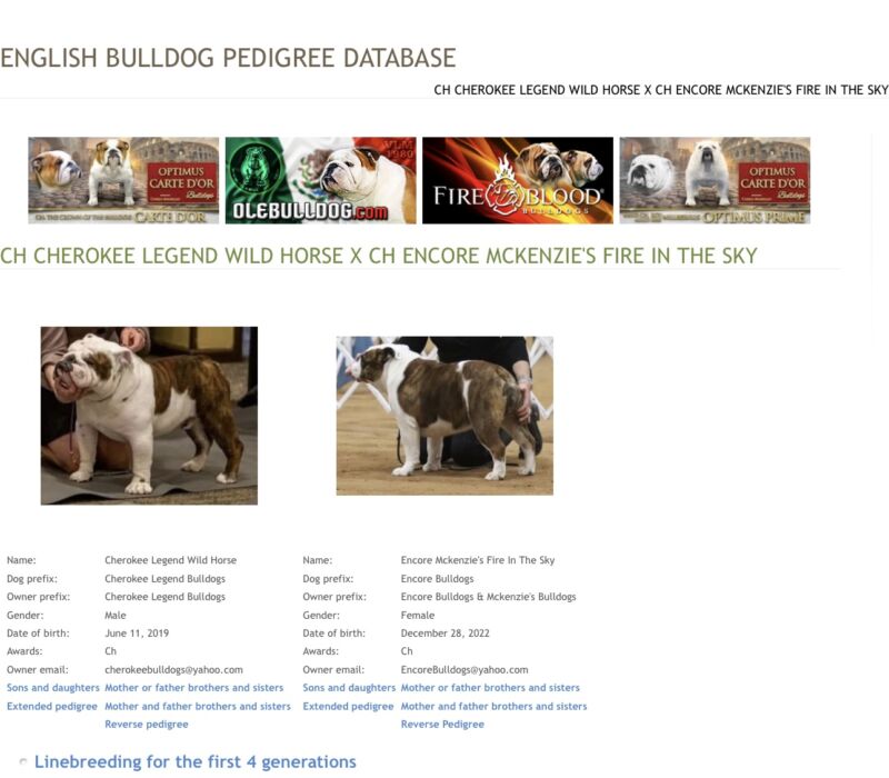 Encore Bulldogs