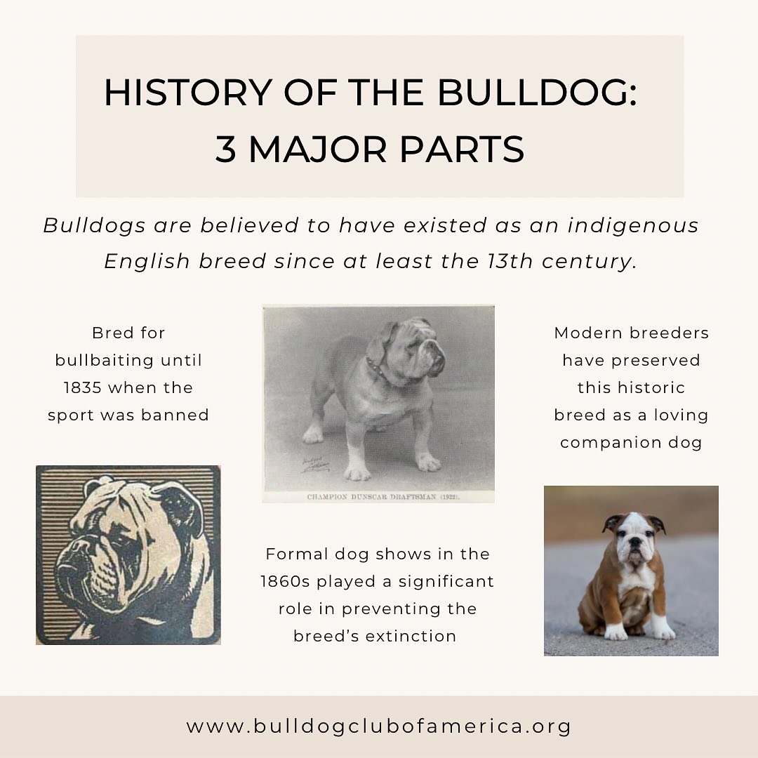 bulldoghistory