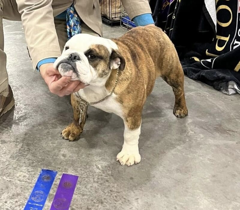 Show dog available