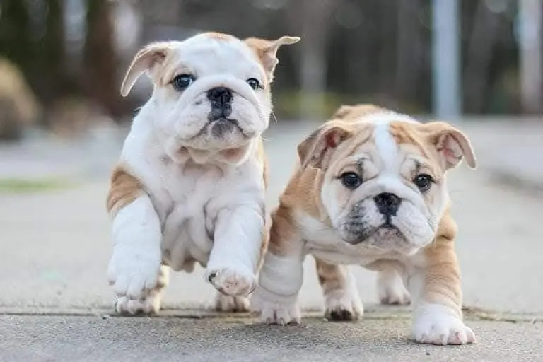 puppiesbca