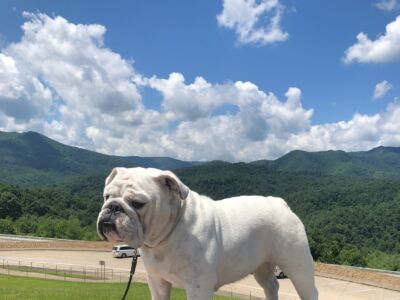 BTS Bulldogs