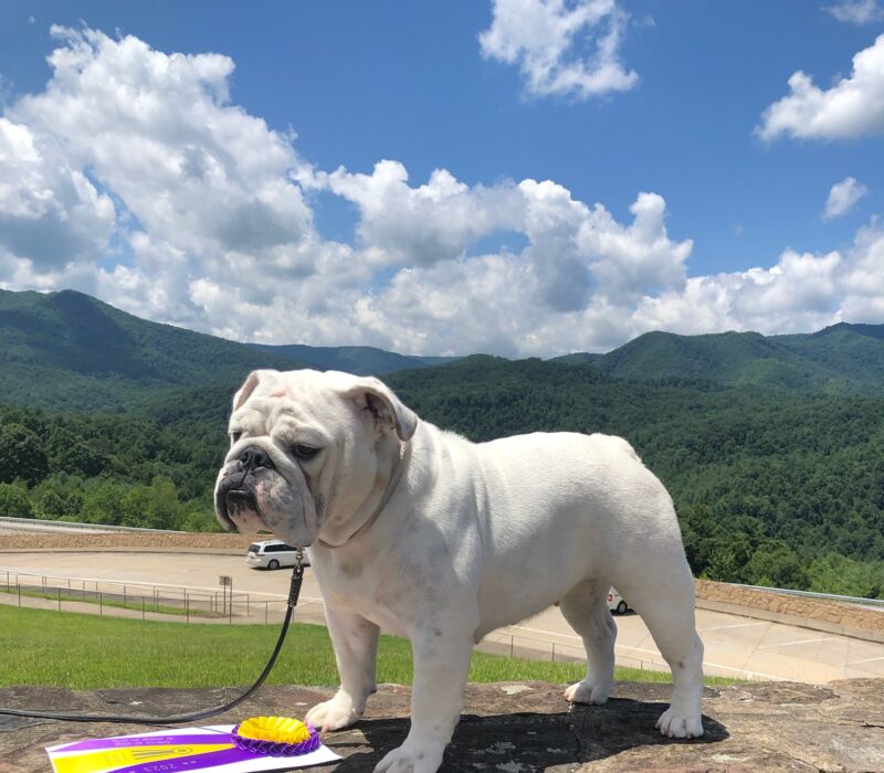 BTS Bulldogs