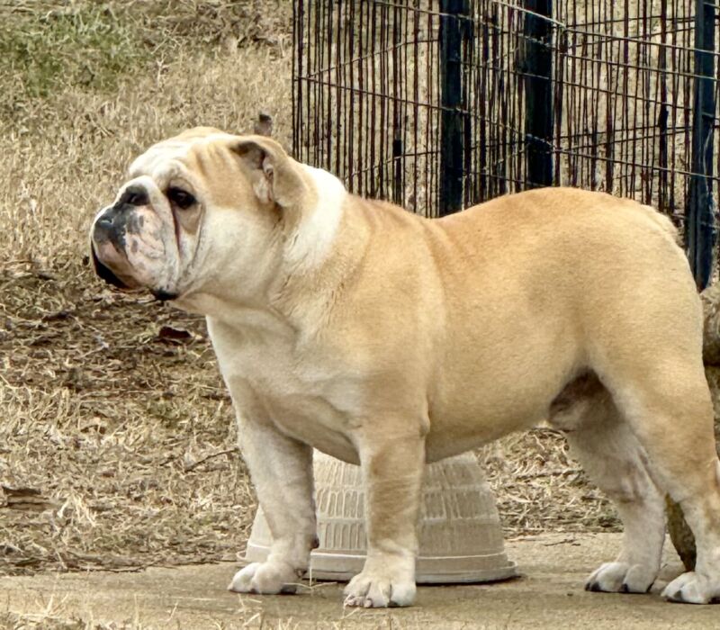 Babby's and Surf City Bulldogs Puppies Available