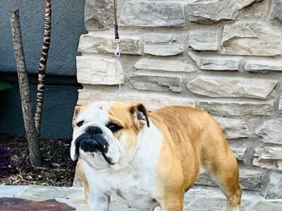 Babby's and Surf City Bulldogs Puppies Available