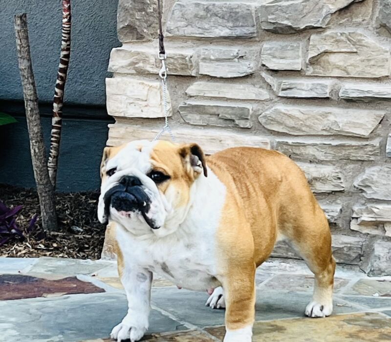 Babby's and Surf City Bulldogs Puppies Available